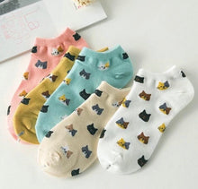 lolliesocks kitten lovers